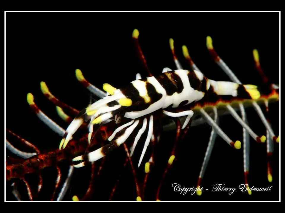 Anilao Macro Dive Media Highlight